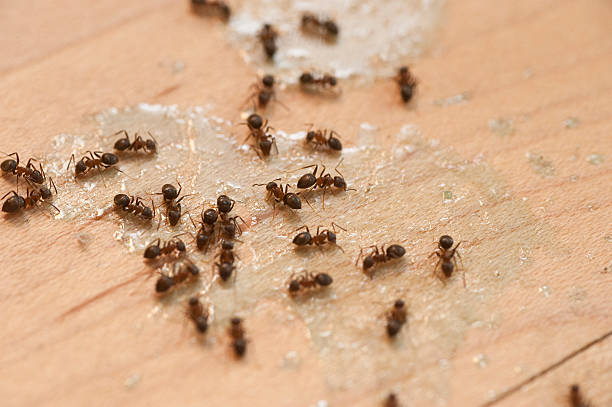 Best Best Pest Control Companies  in Nottingham, PA