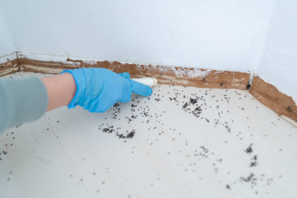 Best Wasp Removal Services  in Nottingham, PA
